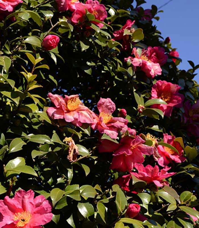 Specie camellia